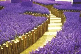 七夕节遇上周末带TA去哪儿玩图片