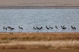 创纪录！湖北省首次发现近200只黑鹳大种群图片