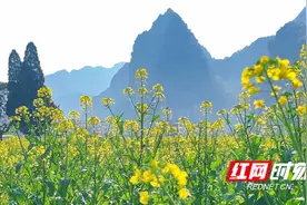 宁远：油菜花海醉游人图片
