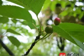 赏樱时节，樱花结的果能吃吗？专家：别吃，不是樱桃，酸涩的很……图片