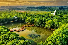 聊城市政府工作报告解读④｜以生态之美厚积发展之势图片