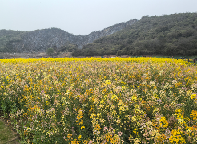 丹阳这处新晋春游打卡地，美翻了！
