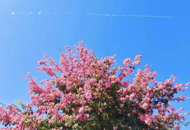 南宁秋日赏花攻略，带你一键解锁这份限定版的秋花图鉴！