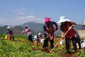 开远市冬马铃薯迎来丰产采收图片