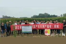 平均亩产864.1公斤 实现预期目标 应城夏玉米高产攻关喜获验收图片