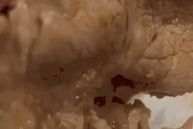 山姆又又又出事？市民购买的猪梅花肉片上有白色疙瘩像“虫卵”图片