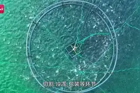 鲜！一尾三文鱼，24小时，从伊犁基地到你餐桌图片