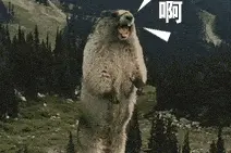 网购土拨鼠当宠物？专家提醒：有危险图片