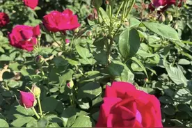 从4亩花田到亿元产业：云南安宁八街玫瑰的70年跨界绽放之路图片