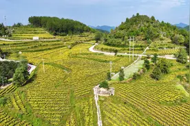 【天眼影像】德江：秋尽立冬始 赏菊正当时图片