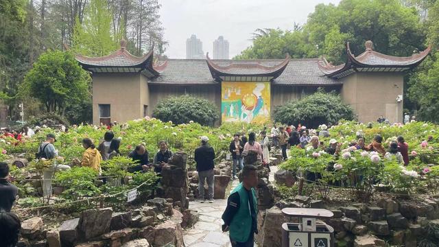 长江畔，汉阳公园30种500株数千朵牡丹起宏图！“黑牡丹”独一份，限时四五天！赶紧冲