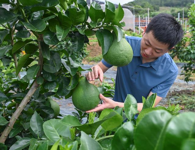 第1视点｜乡村振兴路 金柚正飘香