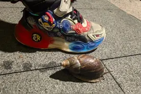 多地雨后出现大蜗牛，专家：入侵物种带病毒，超过3指宽的不要碰图片