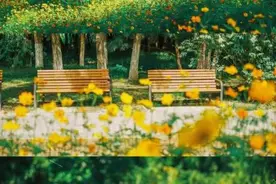 惊艳！北京又一波秋日花海来袭，有的还免费！图片