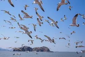 环游海岛 亲近自然图片