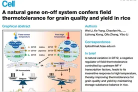 我国科学家破解水稻抗高温迷局：发现水稻作物内置的天然“空调系统”图片