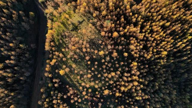 朱提文苑 | 龙树深秋里，山岭铺鎏金