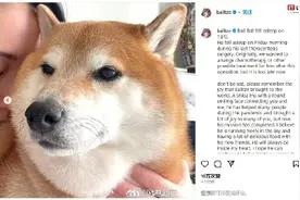 废柴表情包柴犬离世，主人回应：请记得它为这个世界带来的欢乐图片