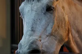 马儿的“表情包”图片