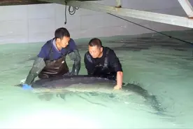 “隐藏款”土特产！来自云南深山的鱼子酱丨有一种叫云南的生活之365天图片