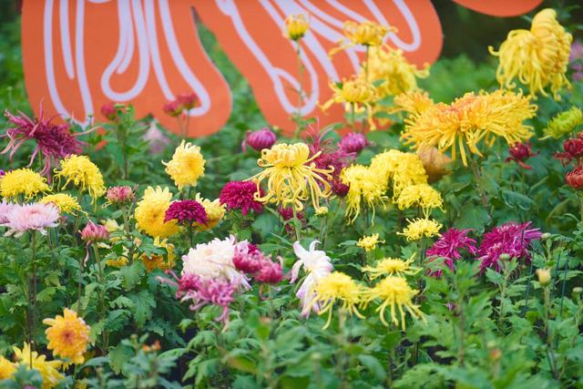 泰达园艺第十二届“菊绽泰达·品韵金秋”金秋菊展即将如约启幕