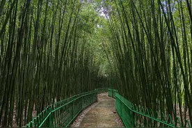 江北水城看“三变”——山东聊城依托两大国家战略推进高质量发展见闻图片