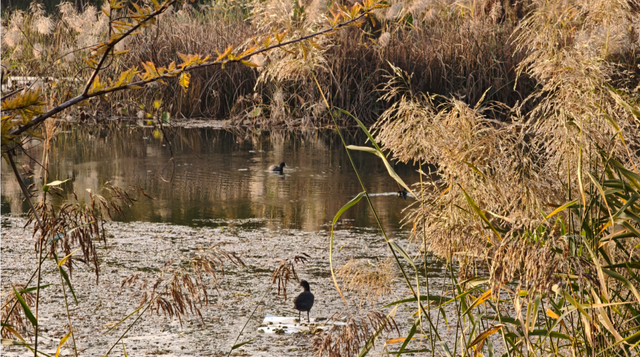 在秋冬的诗行里，尽赏“芦花飞雪”落中原！