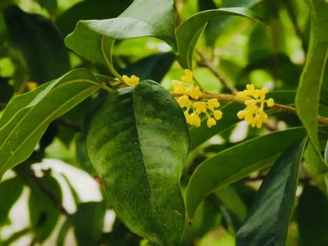 桂花香“空降”上海！秋日限定款快闻！