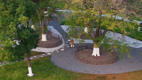 武汉为百年古树建公园，免费开放！