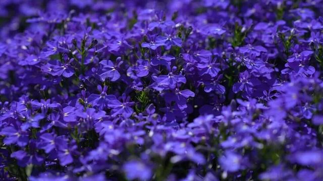 楚雄版“莫奈花园”藏不住啦！让你“五一”假期一次看过瘾