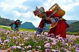 云南农业大学中药材科技创新团队扎根云岭大地，深耕中药材科技领域——选“芯”育技践初心 科技浸润云药香图片