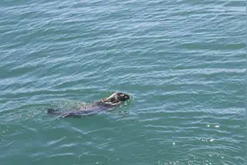 10头西太平洋斑海豹在大连被放归大海图片