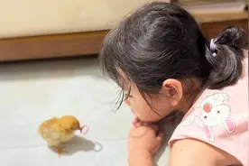 夜读丨一只小鸡带来的欢乐图片