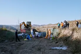 野猪侵扰，“赏金猎人”与生态平衡之困图片