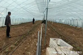 人勤春来早，期待菜果香图片