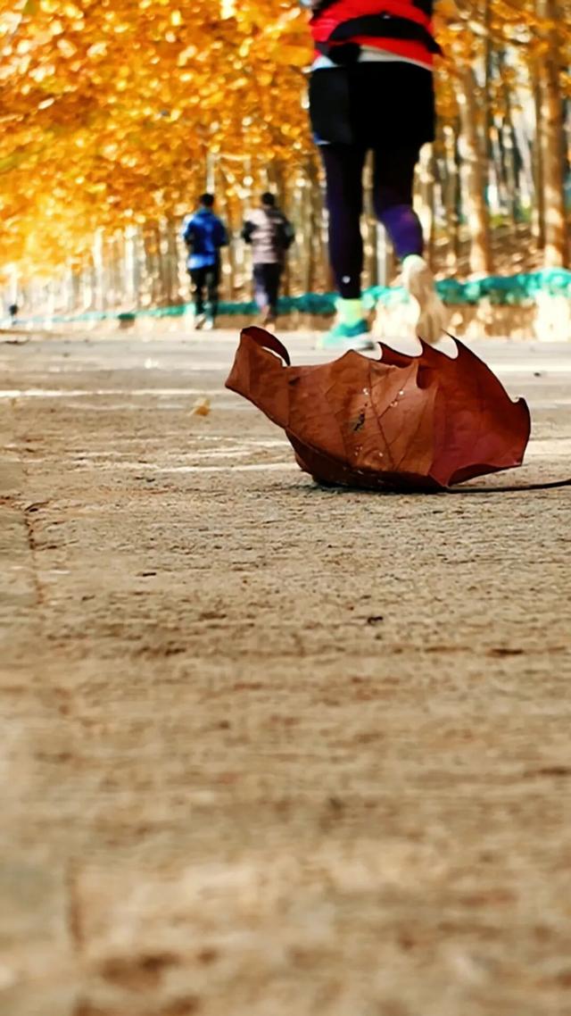 18公里步道免费开放！北京西五环边这个公园迎来最佳观赏期