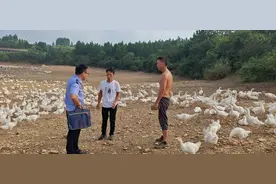 600余只，“失鹅复得”！图片