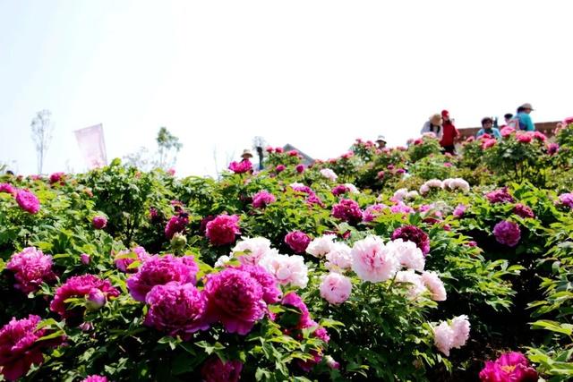 花开成海！快来打卡溧水这座校园