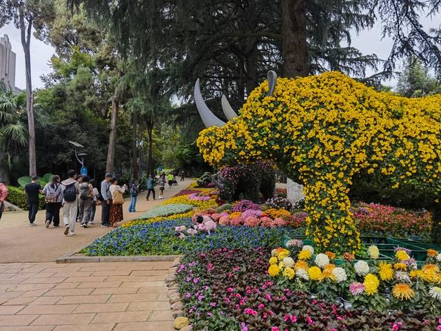 昆明动物园2025年金秋菊展营造沉浸式游园体验
