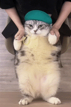 猫meme为何让人上头？网友：新时代的“赛博散文”……图片