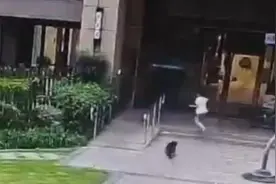 狂犬病传染源不止于“犬”，这些救命知识要掌握图片