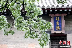 山东邹城：千年孟府流苏花进入盛花期图片