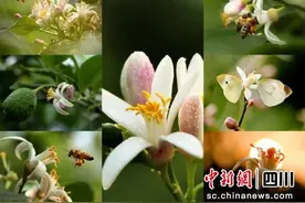 安岳创名县：春日檬趣 等你来寻花间乐趣图片