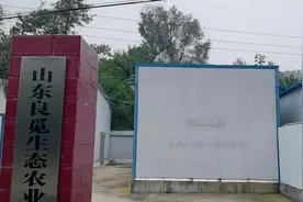 淄川区太河镇：野生酸枣芽炒出山村农民“致富经”图片