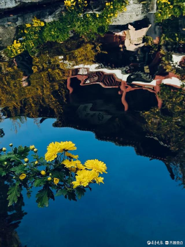 秋高气爽，济南观泉赏菊好时光