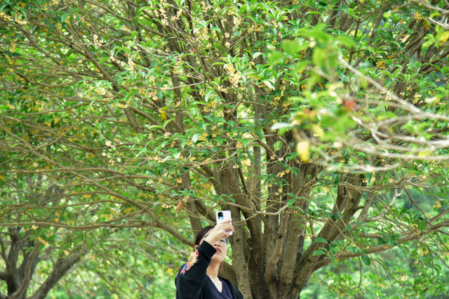 藏于鼎湖山！最老的桂花树，已美了200多年……