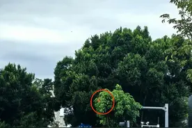 福州一路口红绿灯被行道树“藏起来”了？部门：已修剪！图片