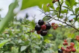 从江县岜扒村：蓝莓成熟引客来图片