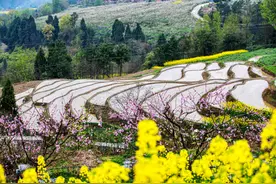 一封来自春天的“邀请函”！重庆31处森林旅游地21日免费开放图片