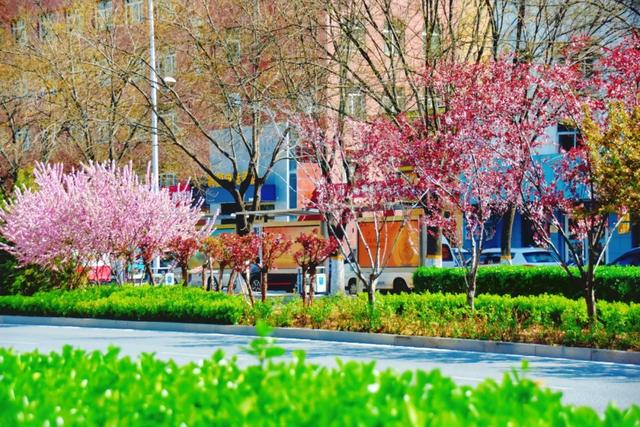 春色满城！定州藏不住的温柔与浪漫